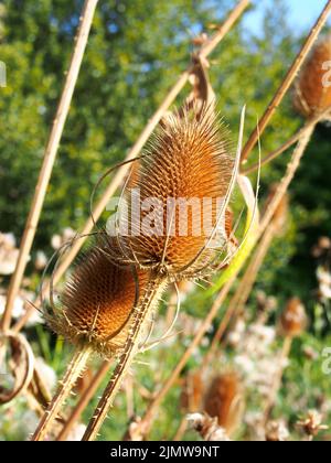 Close up of a brown dry teasels in a meadow in autumn sunlight Stock Photo