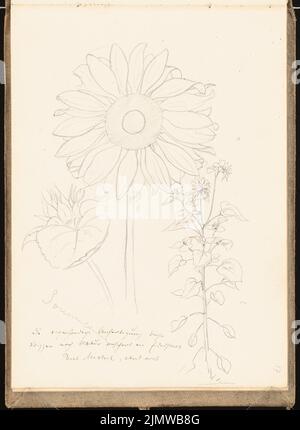 Michel Paul sen. (1877-1938), sketchbook. 1899 (1898-1898): Sunflower. Pencil on paper, 25.5 x 18.7 cm (including scan edges) Michel Paul sen.  (1877-1938): Skizzenbuch. 1899 Stock Photo