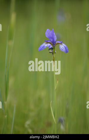 Iris sibirica, commonly known as Siberian iris or Siberian flag, is a species in the genus Iris. Seen near lake Chiemsee, Bavaria, Germany Stock Photo