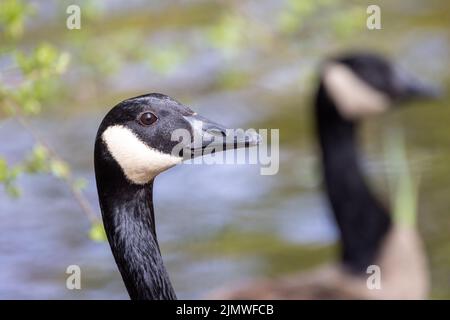 Canadian Goose, branta canadensis, portrait or close up Head Shot Stock Photo