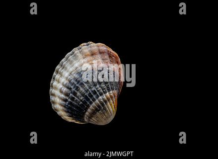 Beautiful sea shell isolated on a black background Stock Photo