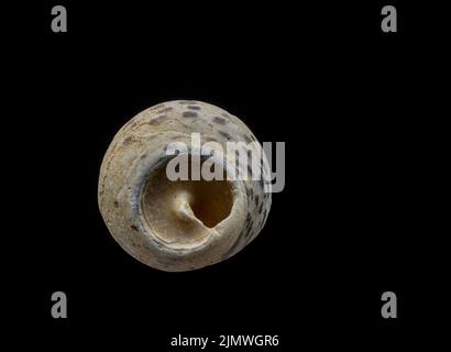Beautiful sea shell isolated on a black background Stock Photo