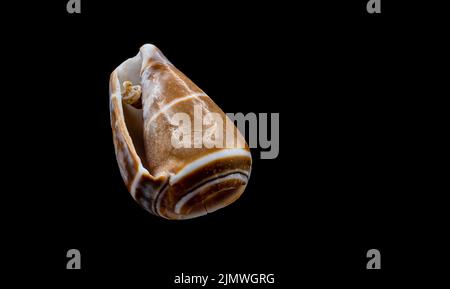 Beautiful sea shell isolated on a black background Stock Photo