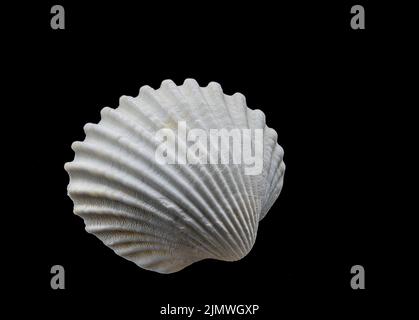 Beautiful sea shell isolated on a black background Stock Photo