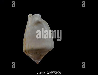 Beautiful sea shell isolated on a black background Stock Photo