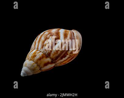 Beautiful sea shell isolated on a black background Stock Photo