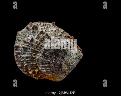 Beautiful sea shell isolated on a black background Stock Photo