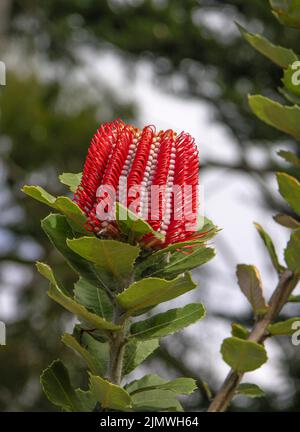 Kula, Maui Scarlet Banksia Protea Flower in Field Stock Photo