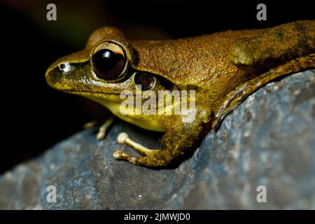 Eastern Stony Creek Frog (Litoria wilcoxii) resting on a rock in suburban stream Kedron Brook, Queensland, Australia Stock Photo