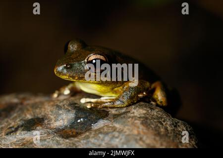 Eastern Stony Creek Frog (Litoria wilcoxii) resting on a rock in suburban stream Kedron Brook, Queensland, Australia Stock Photo