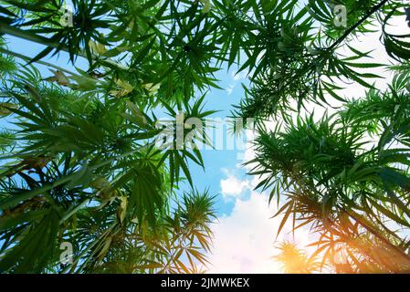 Green ripe hemp stalks on blue cloudy sky background low angle wide view Stock Photo