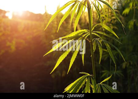 Industrial Hemp stalks on blue sky background Stock Photo