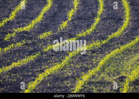 Farm field with Rows of young corn shoots on a cornfield, rural countryside landscape with fresh germinated corn plants Stock Photo