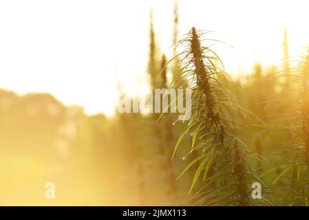 Industrial Hemp stalks on blue sky background Stock Photo