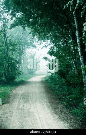 Walkway Lane Path With Green Trees in a foggy Forest. Beautiful Alley In Park. Pathway Way Through Dark Forest Stock Photo