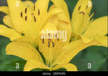Fire lily Stock Photo