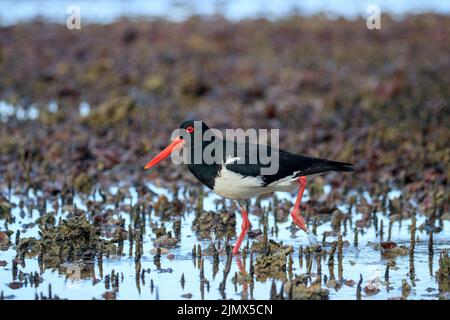 Australian Pied Oystercatcher (Haematopus longirostris) Stock Photo