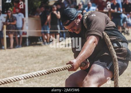 17 July 2022, Baden-Wuerttemberg, Horben: Simon Hug, tug-of-war member of the TC Feuerstein-Horben, pulls on a rope as the so-called 'anchor man' during a competition. The 'anchor man' is the last man on the team and loops the rope over his back, which is protected by a leather pad. According to the German Turf Sports and Tug-of-War Association (DRTV), there are about 600 to 700 active tug-of-war athletes nationwide, most of them in the south. Tug-of-war is considered one of the oldest sports of all: murals depicting boys' teams pulling on a rope are known as far back as ancient Egypt. (to Stock Photo
