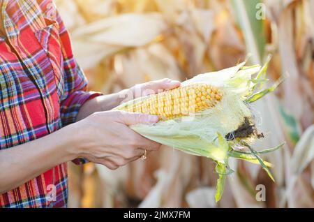 Female farm worker inspecting corn cobs at field sunny summer day closeup view Stock Photo