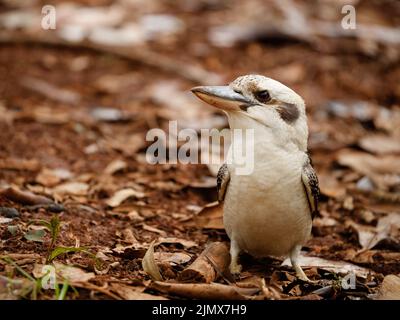 Laughing Kookaburra (Dacelo novaeguineae) feeding on worms brought to the surface after heavy rain in the picnic ground of the Maiala section of D'Agu Stock Photo