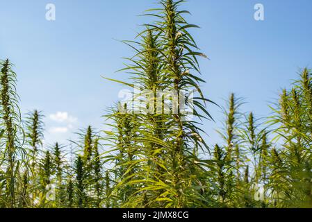 Industrial Hemp stalks on blue sky background Stock Photo