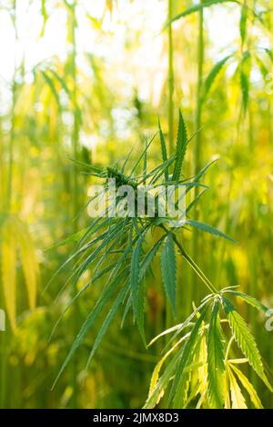 Industrial Hemp stalks on blue sky background Stock Photo