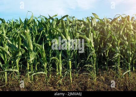 Green field of young maize stalks under blue sky in Ukraine Stock Photo