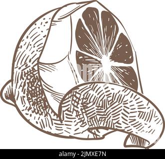 Citrus half with cutted peel engraving. Hand drawn fruit Stock Vector
