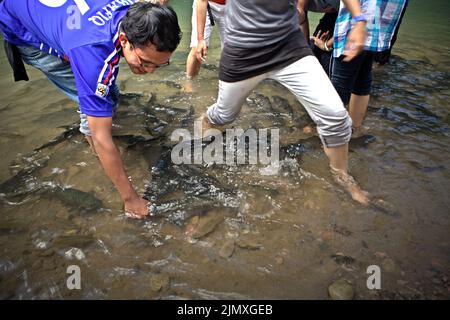 Visitors trying to touches the fishes as they are enjoying fish massage at a fish massage service station in Kampung Luanti Baru, Ranau, Sabah, Malaysia. Stock Photo
