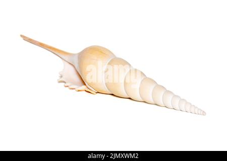 Image of Tibia Fusus sea shells (Spindle tibia or Shinbone tibia gastropod) on a white background. Sea shells. Undersea Animals. Stock Photo