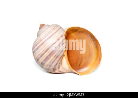 Image of large empty ocean snail shell on a white background. Undersea Animals. Sea shells. Stock Photo
