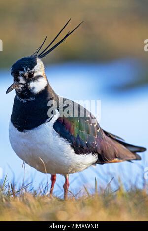Northern Lapwing adult bird in breeding plumage Stock Photo