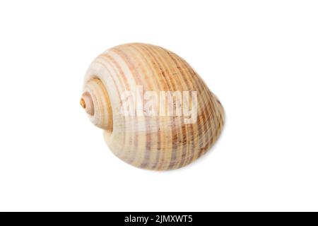 Image of large empty ocean snail shell on a white background. Undersea Animals. Sea shells. Stock Photo