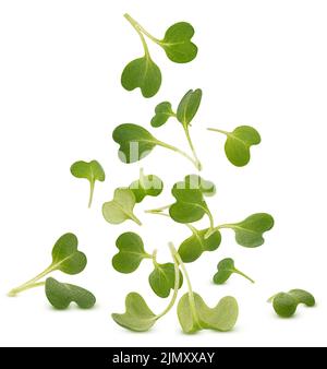 Microgreen leaves, arugula sprouts isolated on white background Stock Photo