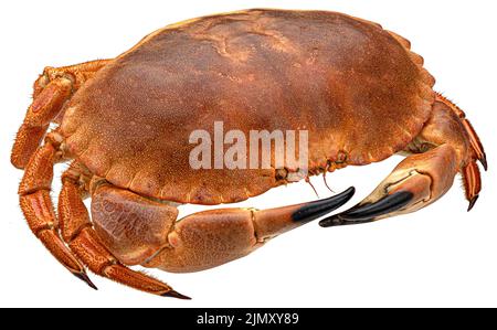 Red crab isolated on white background, full depth of field Stock Photo