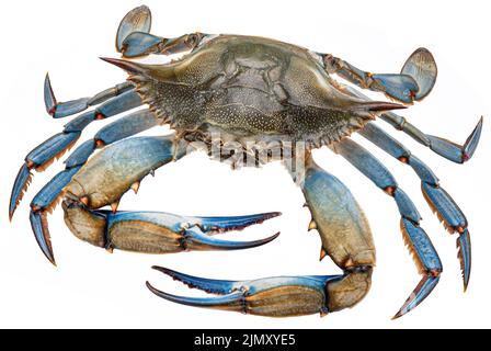 Blue crab isolated on white background Stock Photo