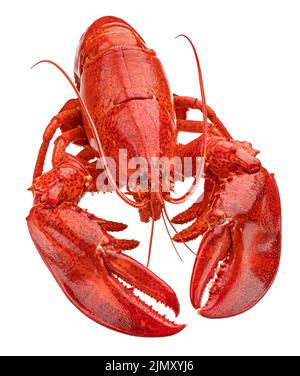 Cooked lobster isolated on white background, full depth of field Stock Photo
