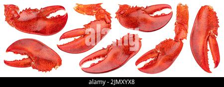 Lobster claw isolated on white background Stock Photo