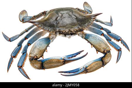 Blue crab isolated on white background, full depth of field Stock Photo