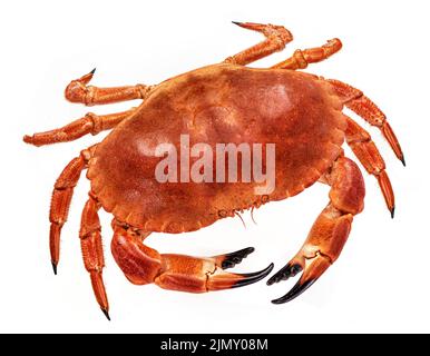 Cooked crab isolated on white background, top view Stock Photo