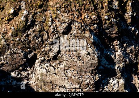 A close-up view of many seabirds and seagulls nesting in the steep cliffs of the Aberdeenshire shore in Scotland Stock Photo