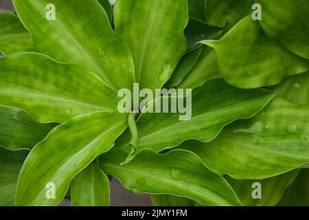 Green Insulin plant for Diabetes, a natural cure for diabetes (Chamaecostus cuspidatus), medicinal plants. Stock Photo