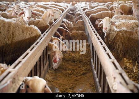 Sheep eating hay in shed. Domestic animals feeding at stable. Cattle feed concept. Livestock farm. Stock Photo