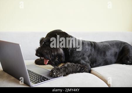 Beautiful black schnauzer lying on sofa at home and looking at computer monitor Stock Photo