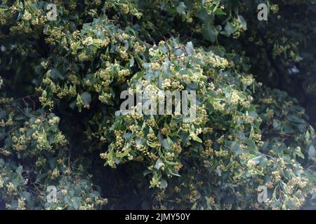 Linden branches with green leaves and yellow flowers. Medicinal plant Linden. Stock Photo