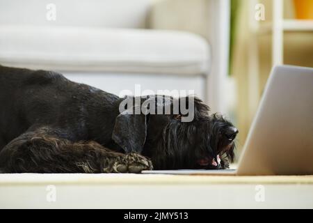 Close-up of black domestic dog resting on floor and watching video on laptop at home Stock Photo