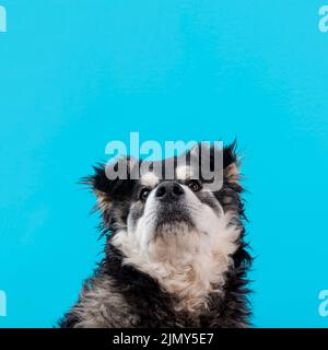 High angle furry dog blue background Stock Photo