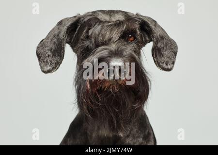 Portrait of black schnauzer with brown eyes looking at camera isolated on white background Stock Photo