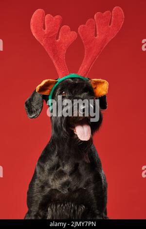 Portrait of black funny dog in deer costume looking at camera isolated on red background Stock Photo