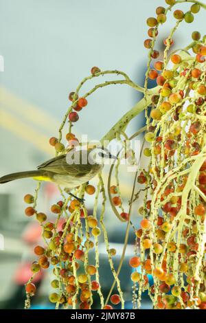 A vertical shot of a yellow-vented bulbul on a blooming Alexandra palm Stock Photo